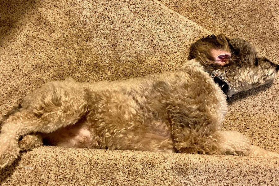 How to Choose the Best Carpet for Homes with Pets