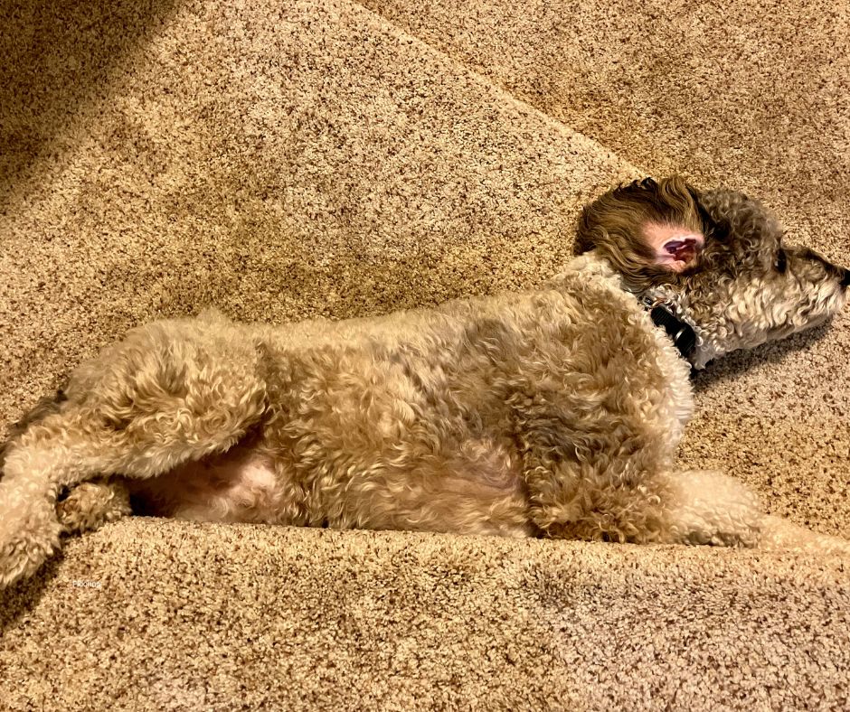 How to Choose the Best Carpet for Homes with Pets